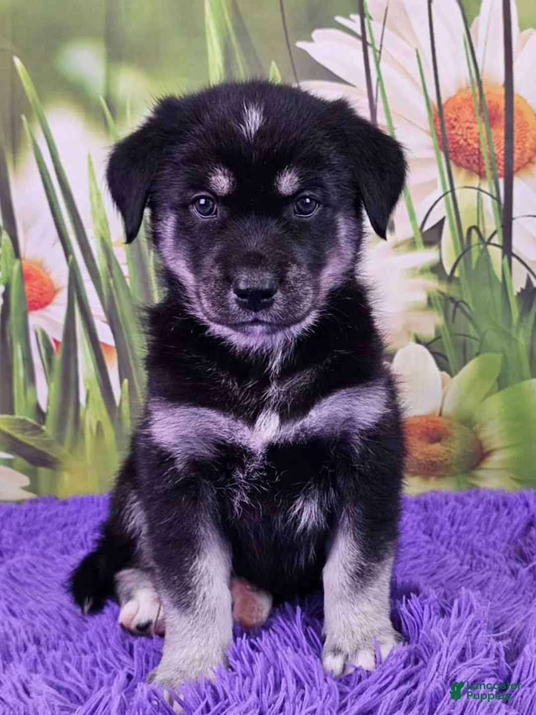 Goberian dogs for sale: Waverly - Ad 1