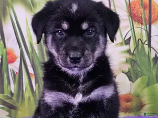 Goberian dogs Waverly - Ad 20