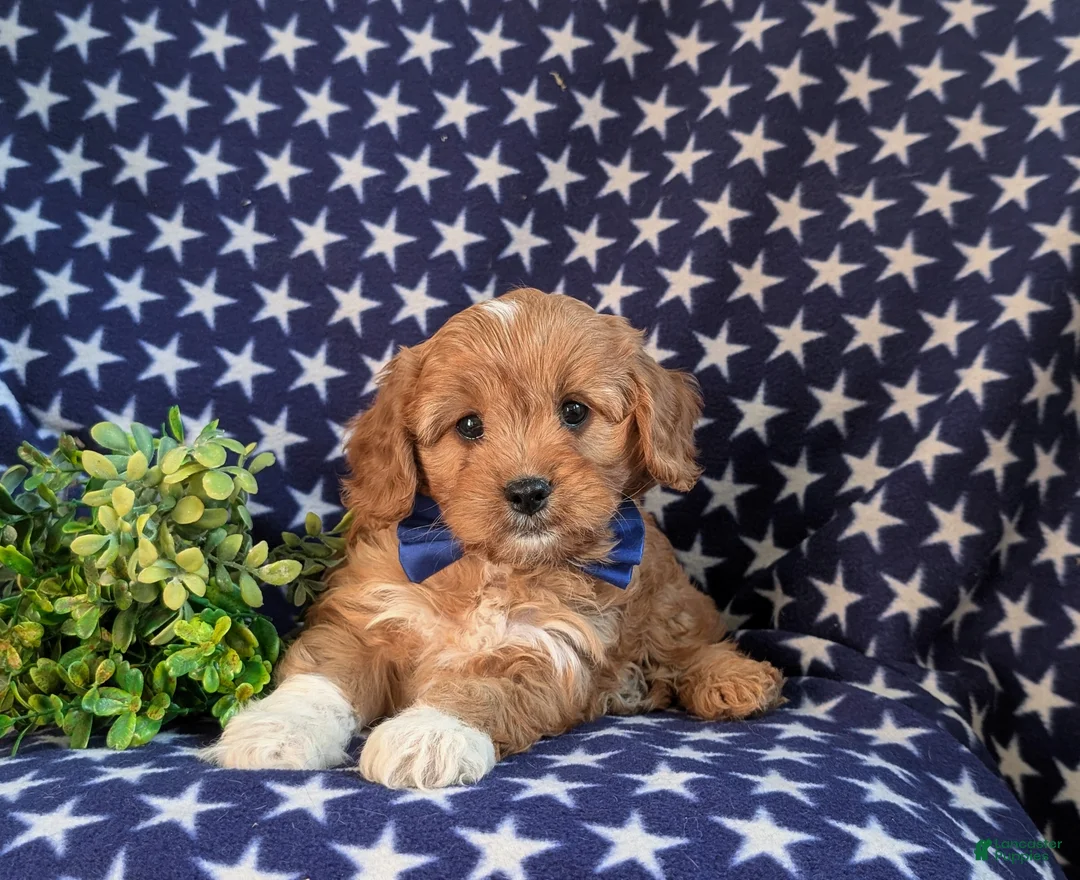 Cavapoo dogs for sale: Keaunu - Ad 6