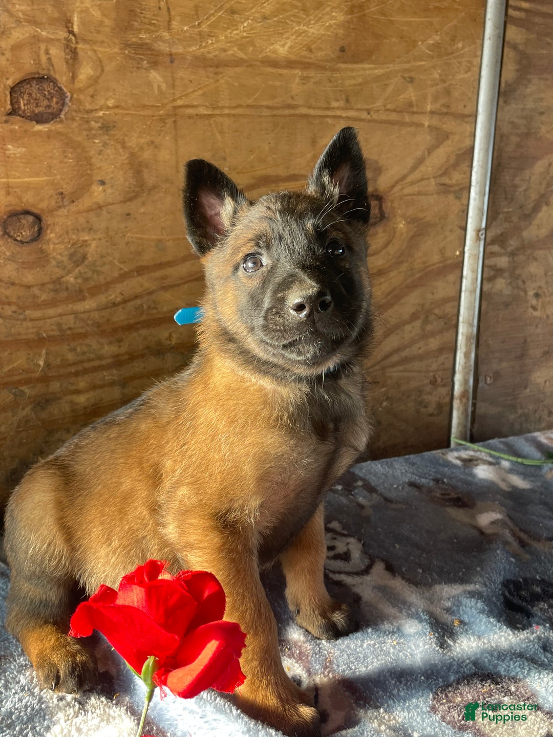 Belgian Malinois dogs for sale: Duke - Ad 3