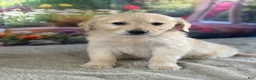 Golden Retriever dogs for sale:  Pixie - Ad 5