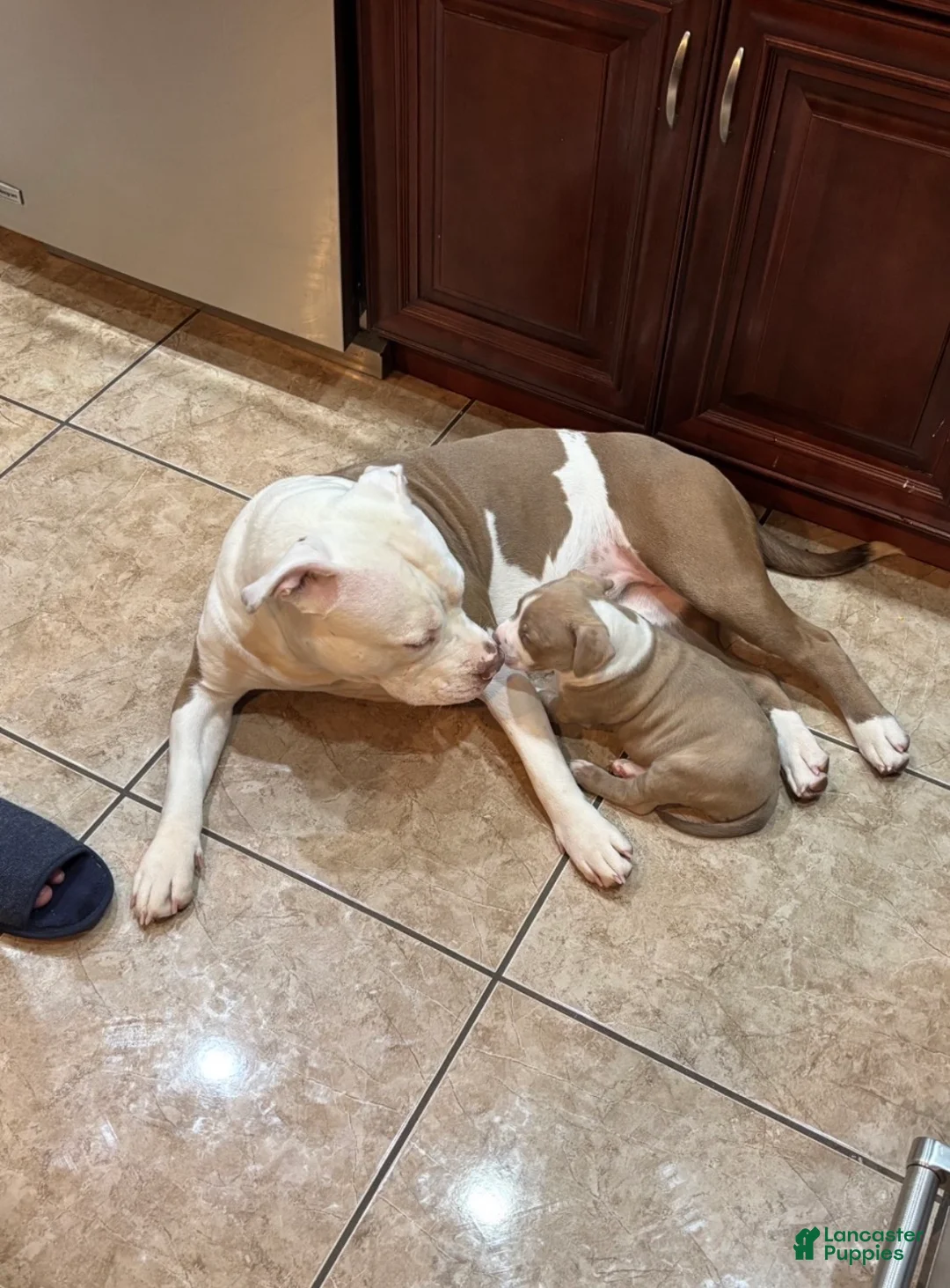American Bully dogs for sale: Spade - Ad 2