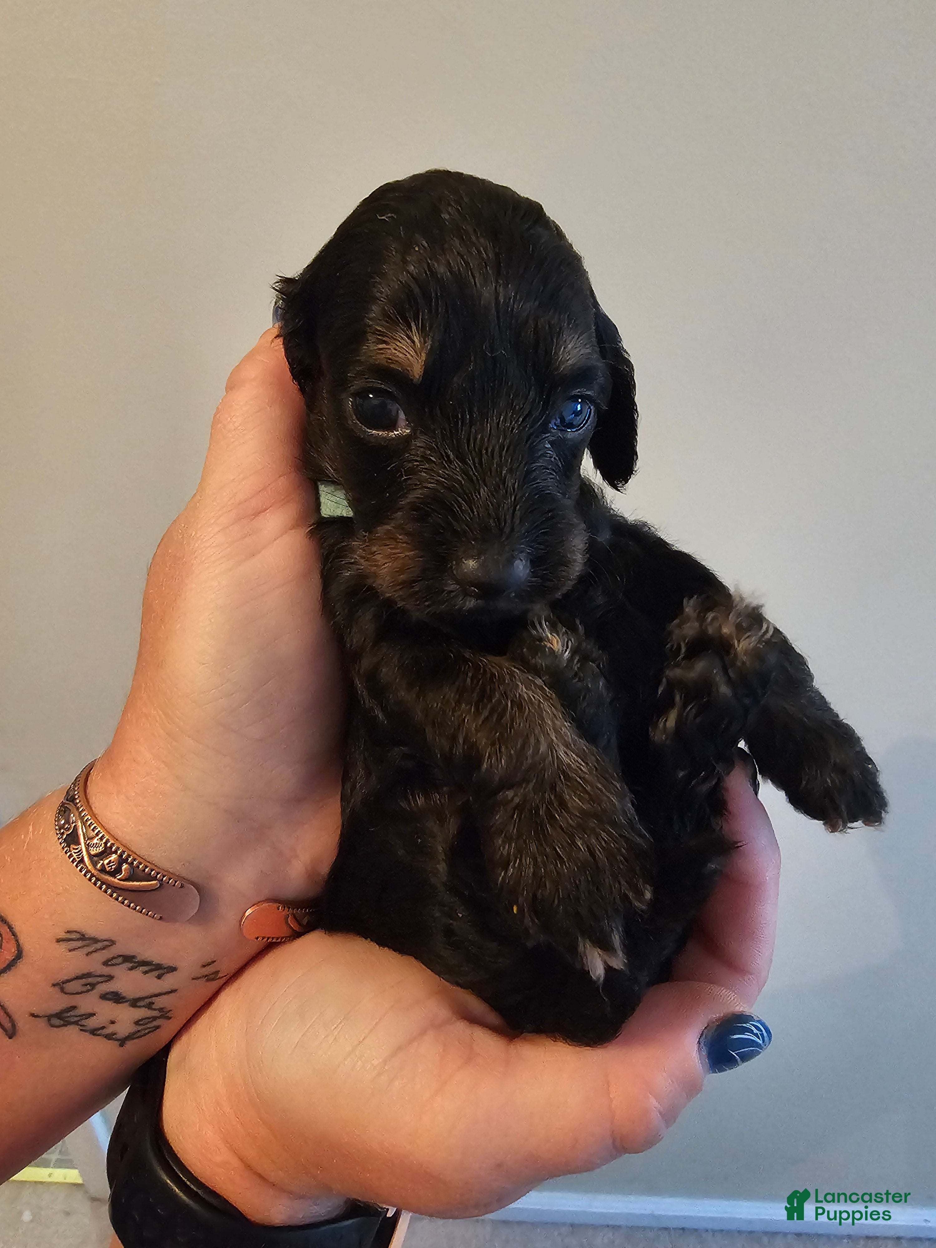 Doxiepoo dogs Doxiepoo 4 (Blue collar  - Ad 10