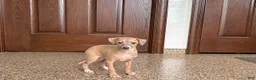 Italian Greyhound dogs for sale: Italian Greyhound male 2 Fawn  - Ad 10