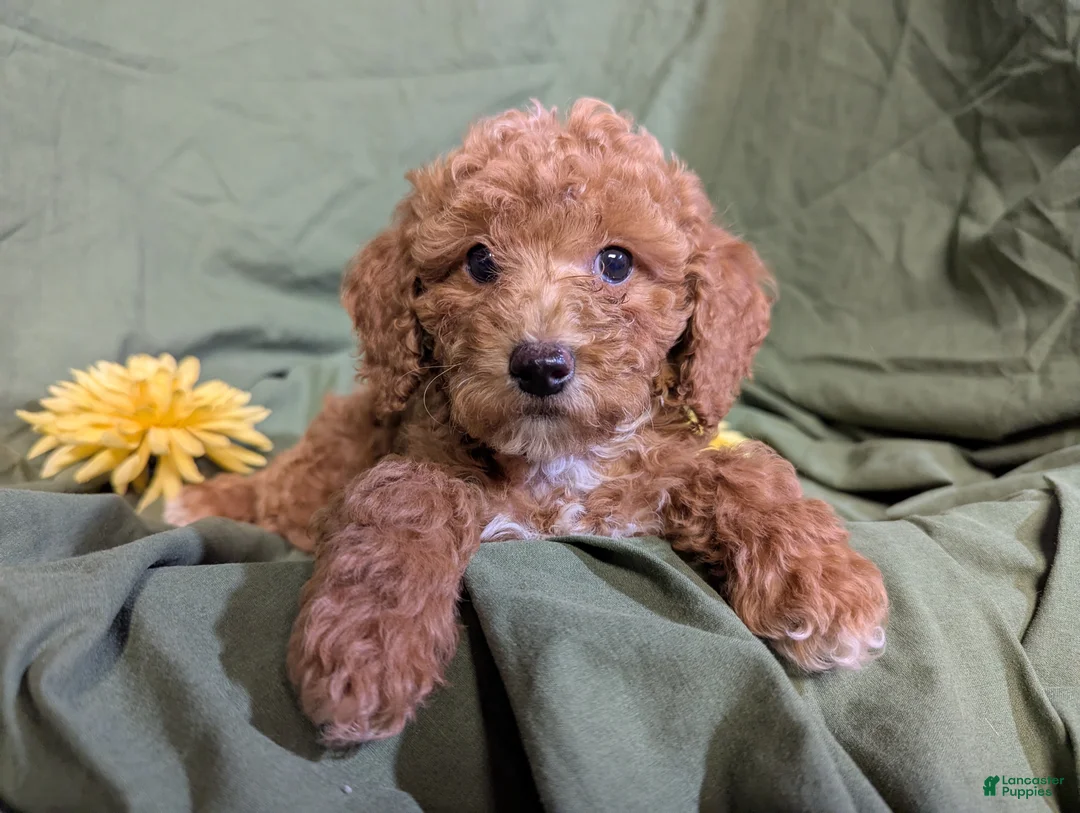 Mixed Breed dogs for sale: Pearl - Ad 7