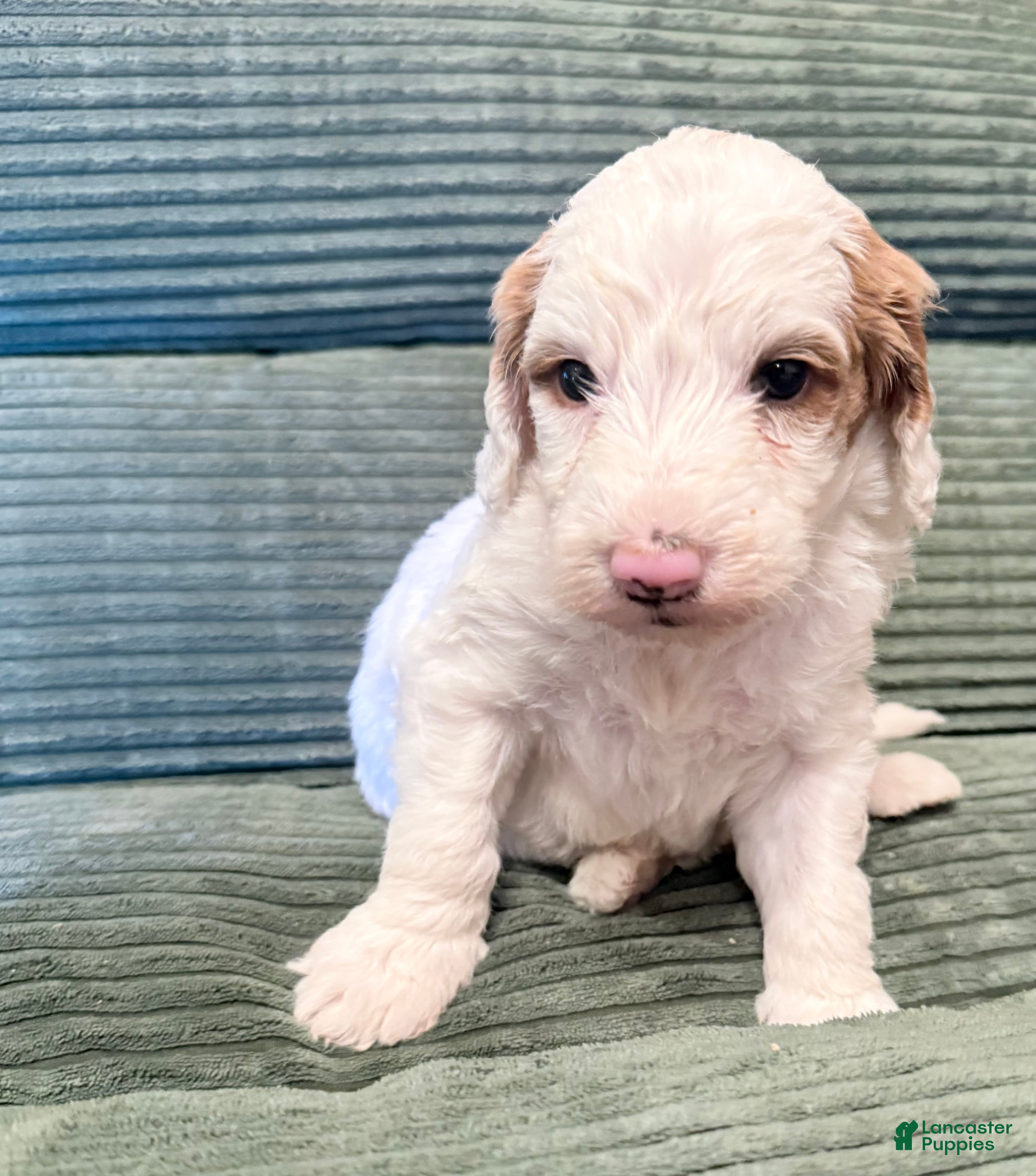 Irish Doodle dogs Irish Doodle Puppy 1 - Ad 6