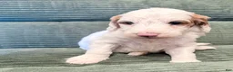 Irish Doodle dogs for sale: Irish Doodle Puppy 1 - Ad 1