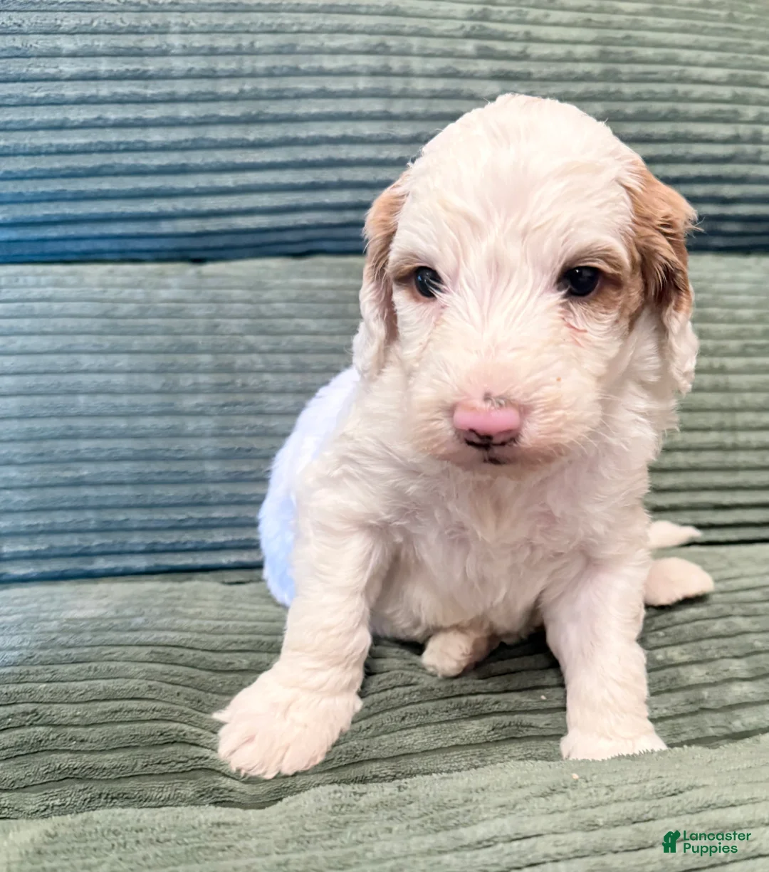 Irish Doodle dogs for sale: Irish Doodle Puppy 1 - Ad 1