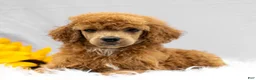Standard Poodle dogs for sale: Mary - Ad 3