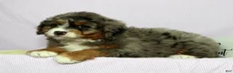 Mini Bernedoodle dogs for sale: Lexie - Ad 7