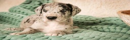Great Dane dogs for sale: Annie - Ad 4