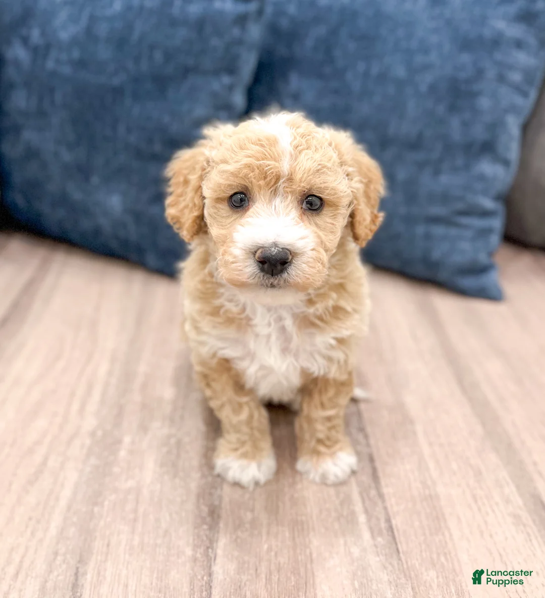 Bichpoo dogs for sale: Scooter - Ad 1