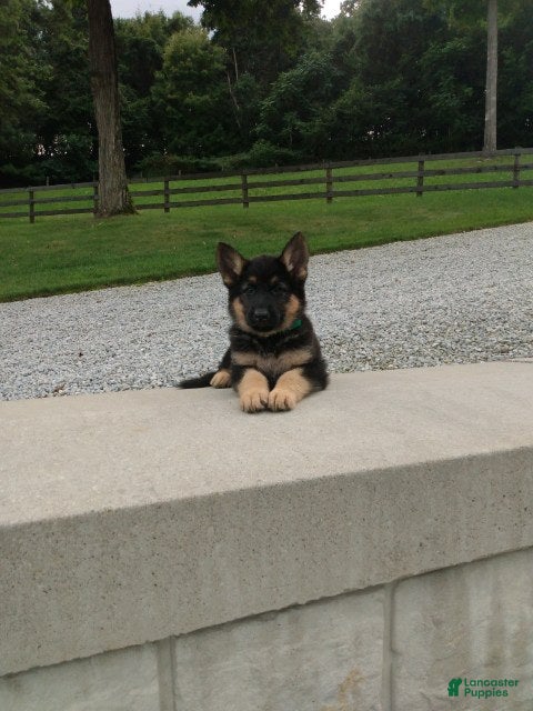 German Shepherd dogs Dice - Ad 2