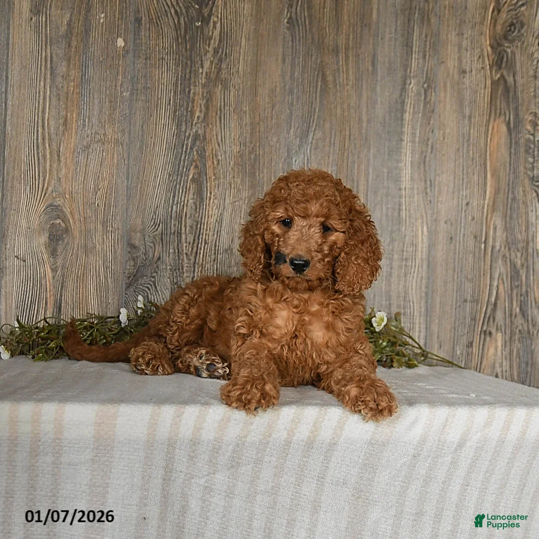 Goldendoodle dogs for sale: Espresso - Ad 5