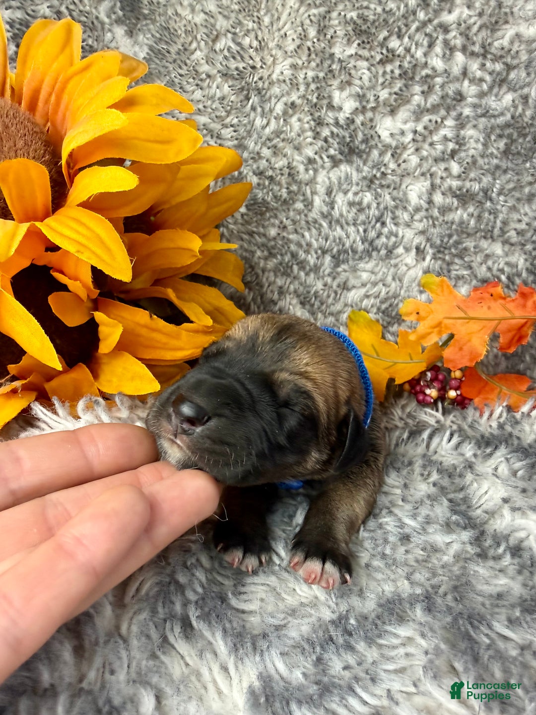 Great Dane dogs for sale: Ron Weasley - Ad 9