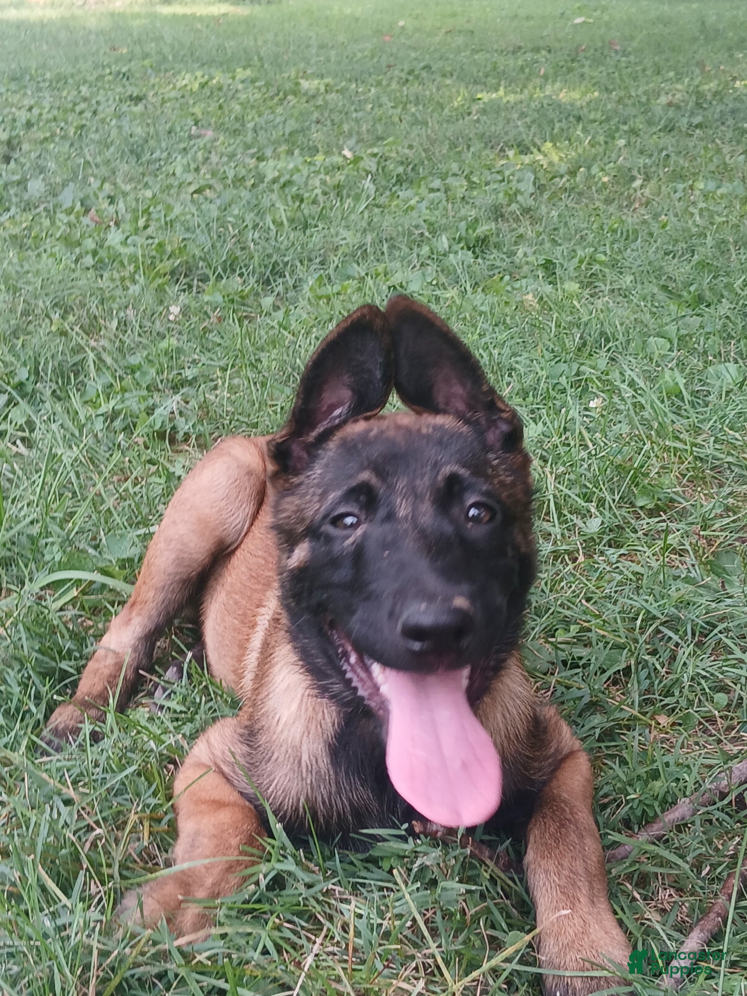 Belgian Malinois dogs Belgian Malinois 1 - Ad 2