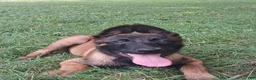 Belgian Malinois dogs for sale: Belgian Malinois 1 - Ad 2