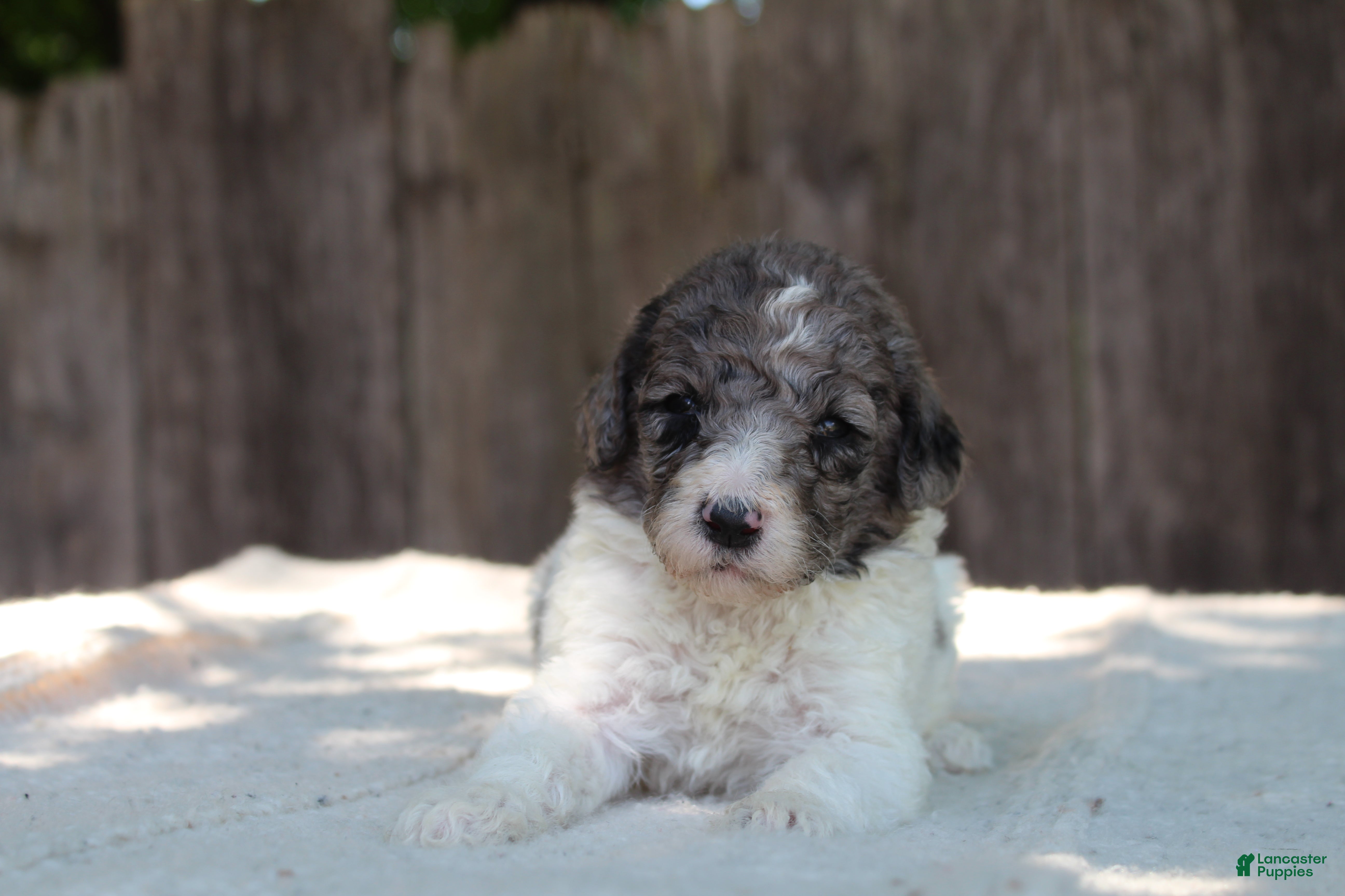 Standard Poodle dogs for sale: Fern AKC Standard Poodle - Ad 2