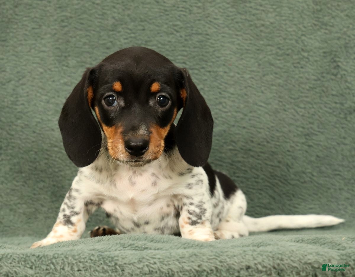 Miniature Dachshund dogs Clem - Ad 1