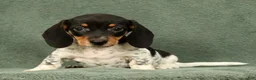 Miniature Dachshund dogs for sale: Clem - Ad 1