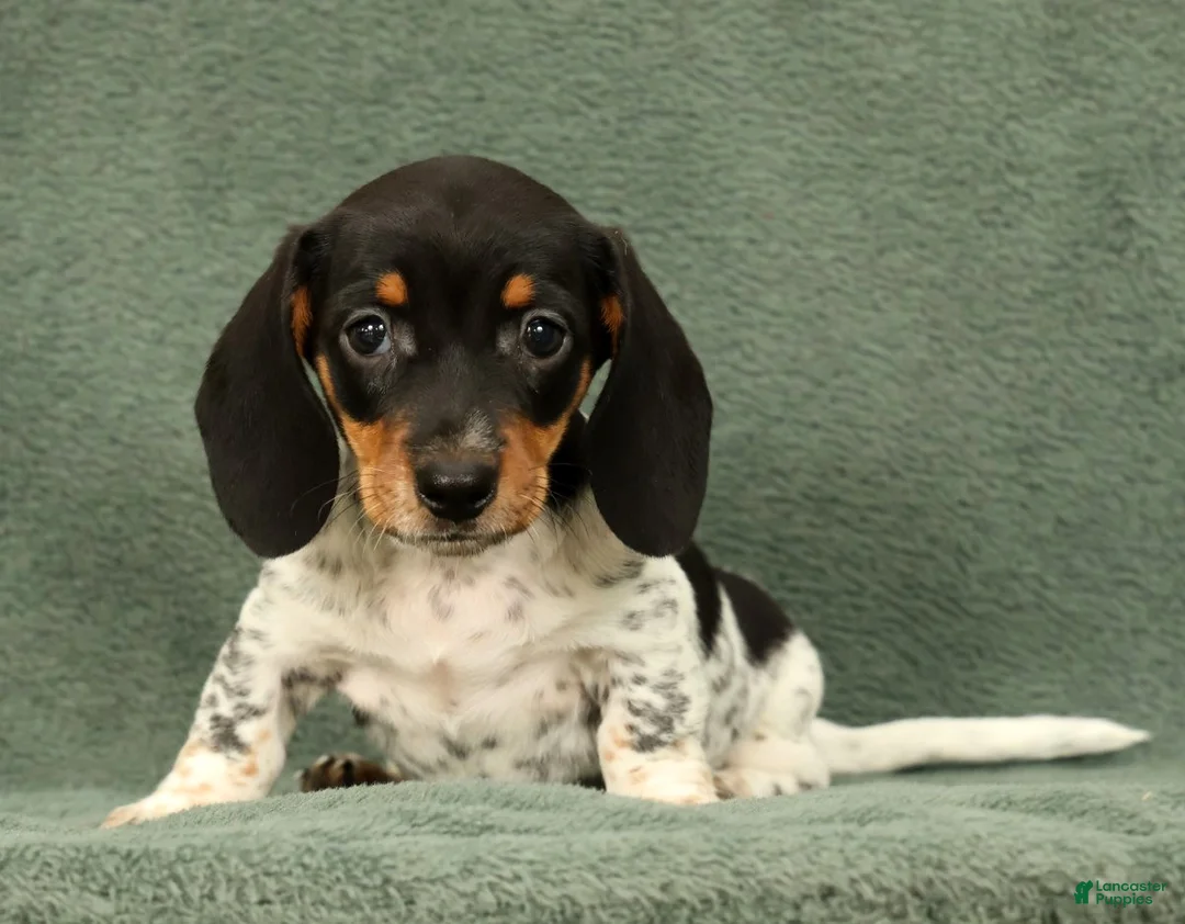 Miniature Dachshund dogs for sale: Clem - Ad 1