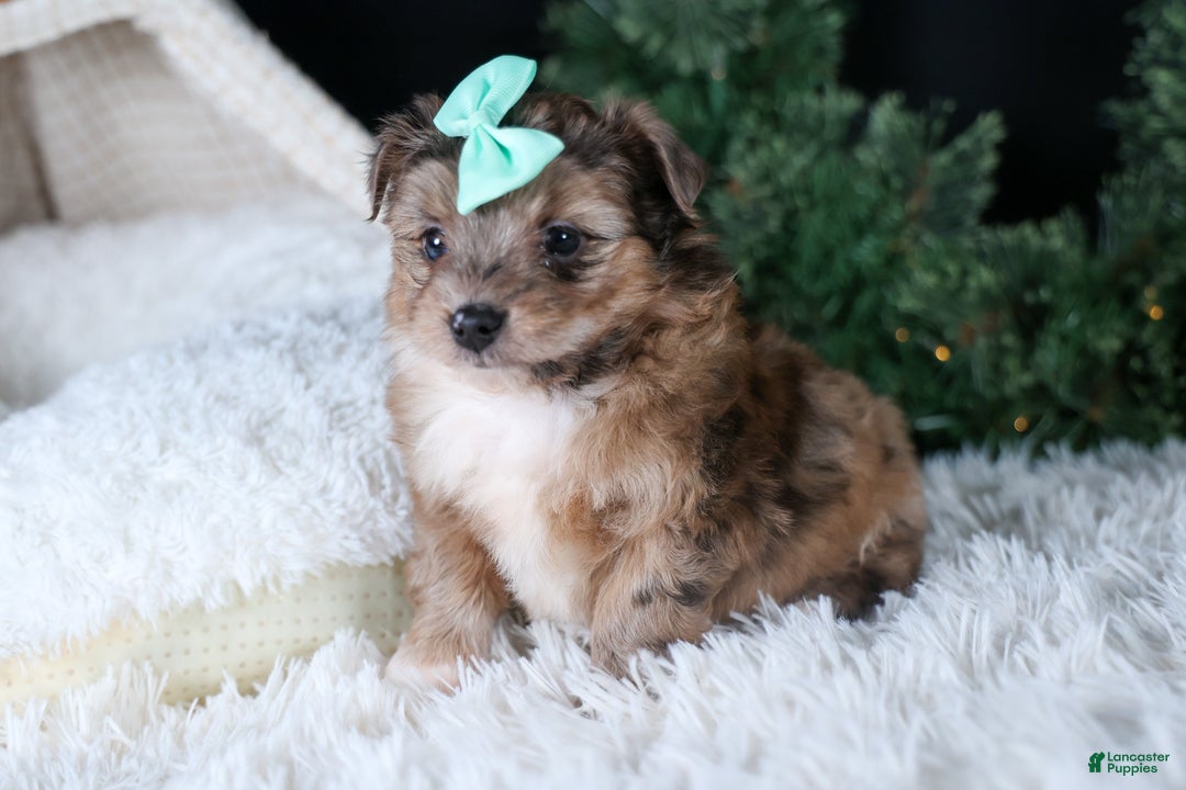 Mini Aussiedoodle dogs for sale: Gunner - Ad 18