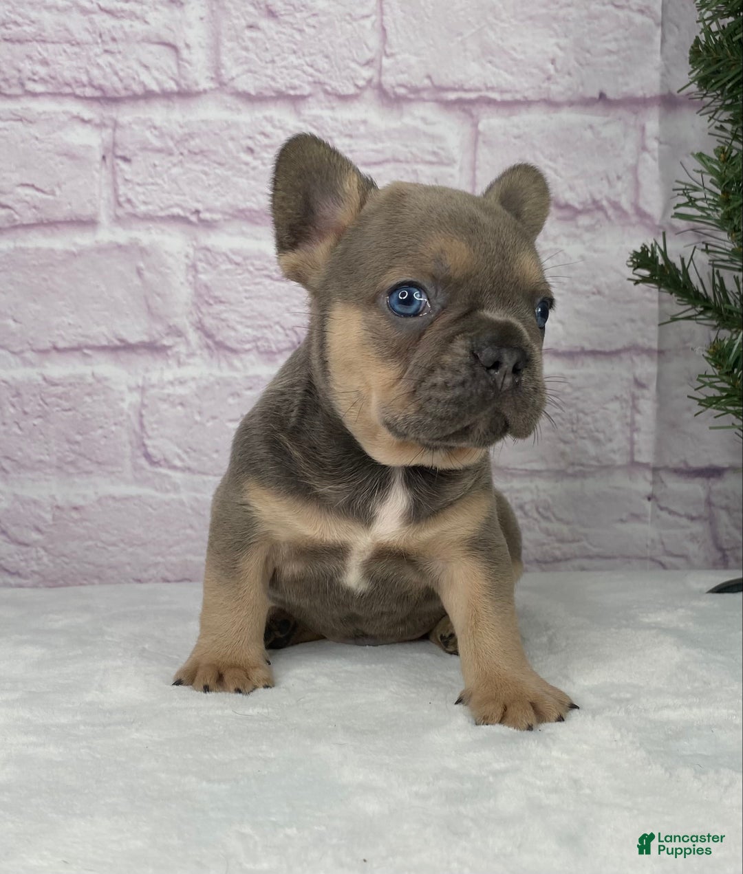 French Bulldog dogs for sale: Mitchell  - Ad 3