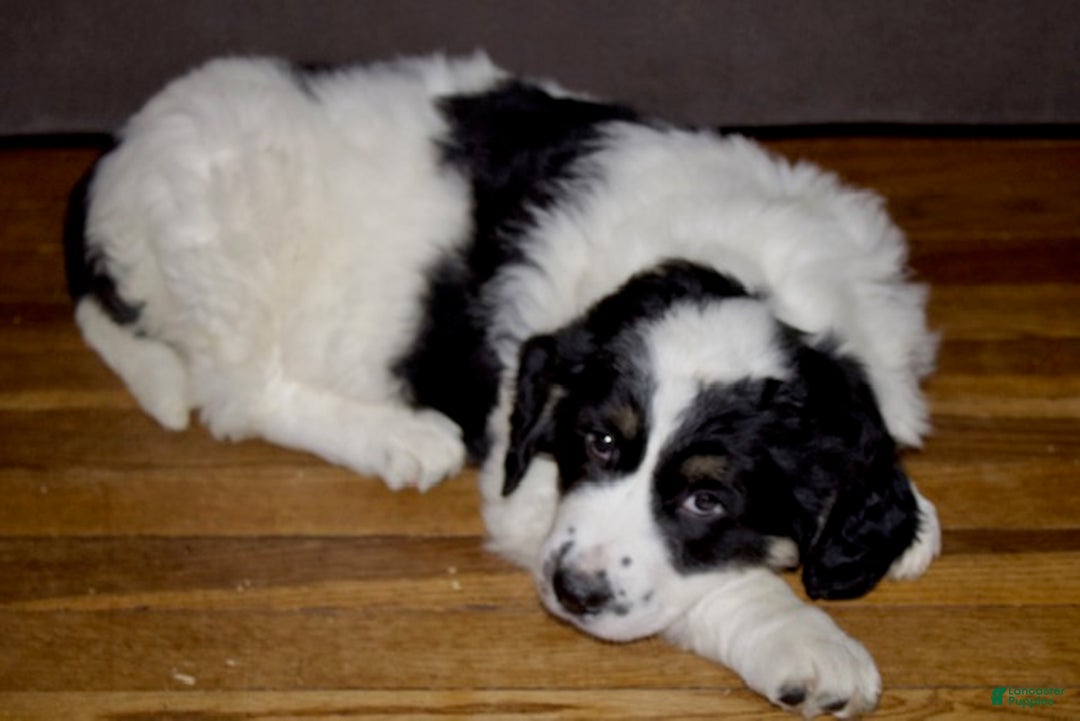 Mixed Breed dogs for sale: Charlie - Ad 8