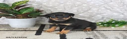 Rottweiler dogs for sale: Annabelle - Ad 5