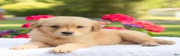 Golden Retriever dogs for sale: Sheba  - Ad 2