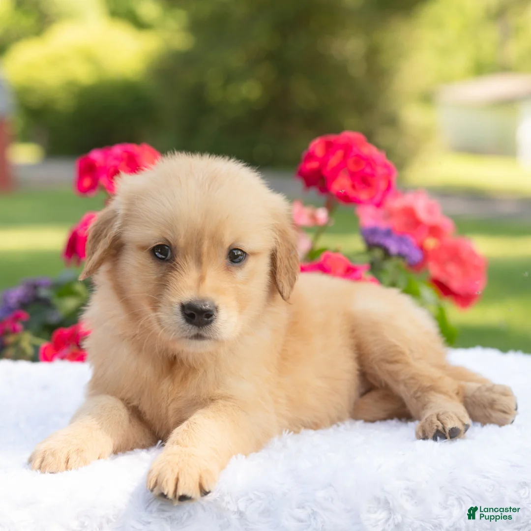 Golden Retriever dogs for sale: Sheba  - Ad 2