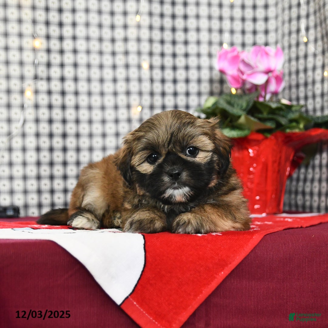 Mixed Breed dogs for sale: Kocoa - Ad 3