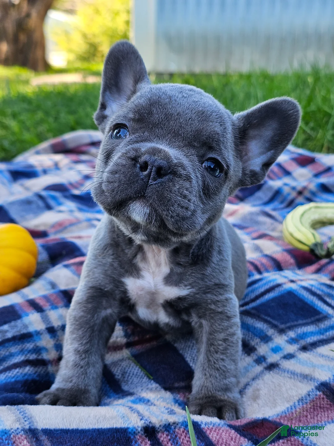 French Bulldog dogs for sale: Pippin - Ad 2