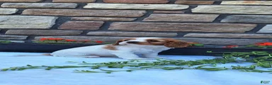 Cavalier King Charles Spaniel Puppy 4