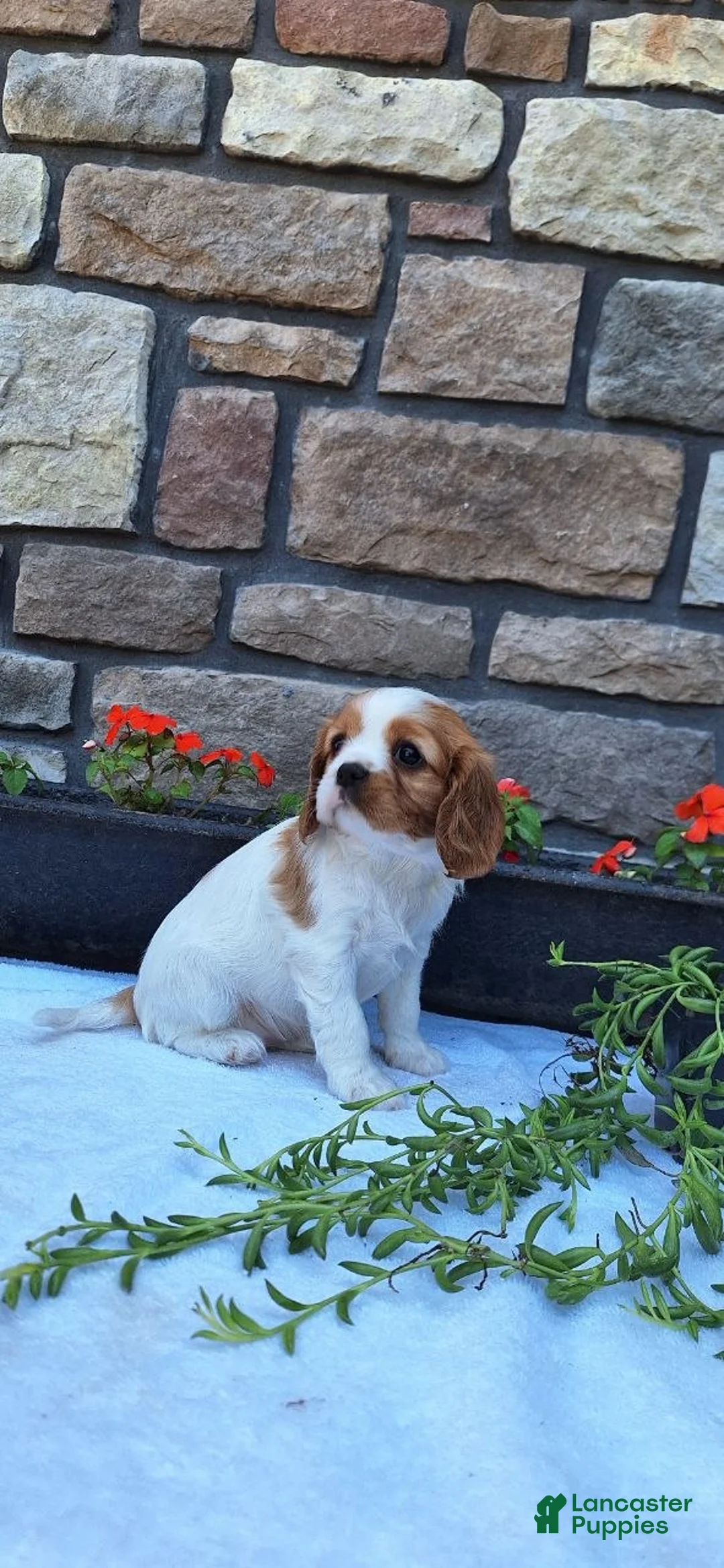Cavalier King Charles Spaniel dogs for sale: Cavalier King Charles Spaniel Puppy 4 - Ad 1