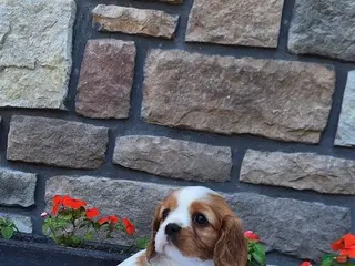 Cavalier King Charles Spaniel dogs Cavalier King Charles Spaniel Puppy 4 - Ad 34