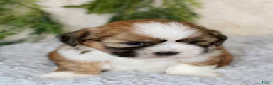 Puppy 4