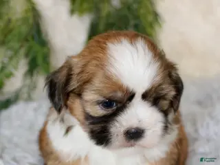 Shih Tzu dogs Puppy 4 - Ad 23