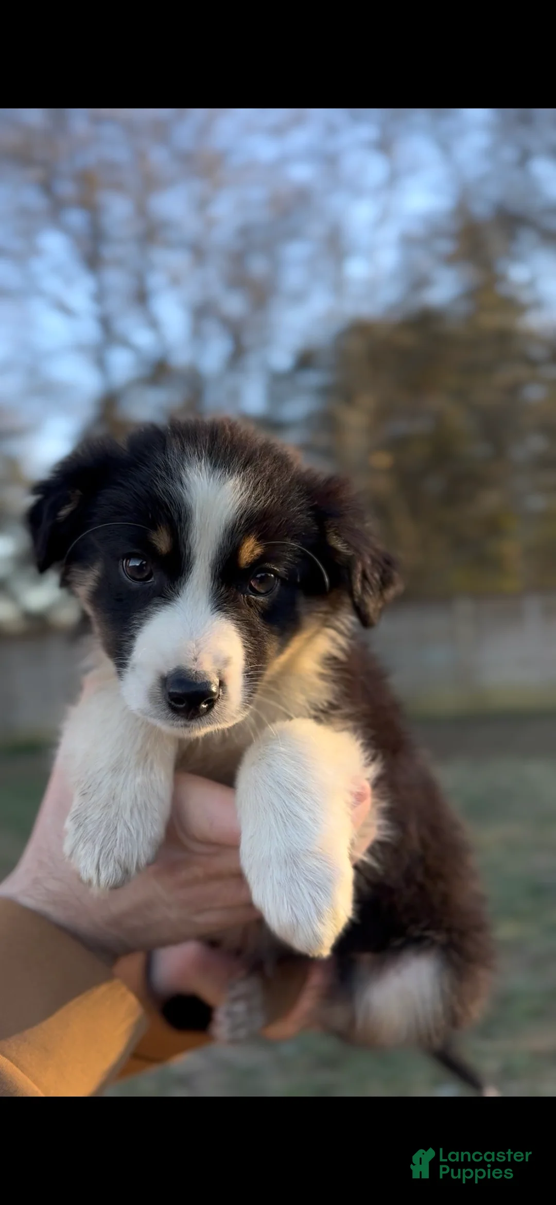 Miniature Australian Shepherd dogs for sale: Bennett - Ad 3