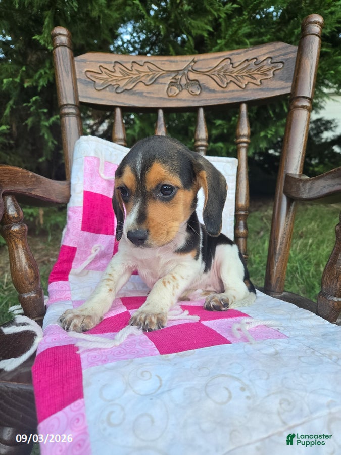 Beagle dogs Betsy - Ad 2