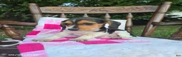 Beagle dogs for sale: Betsy - Ad 2