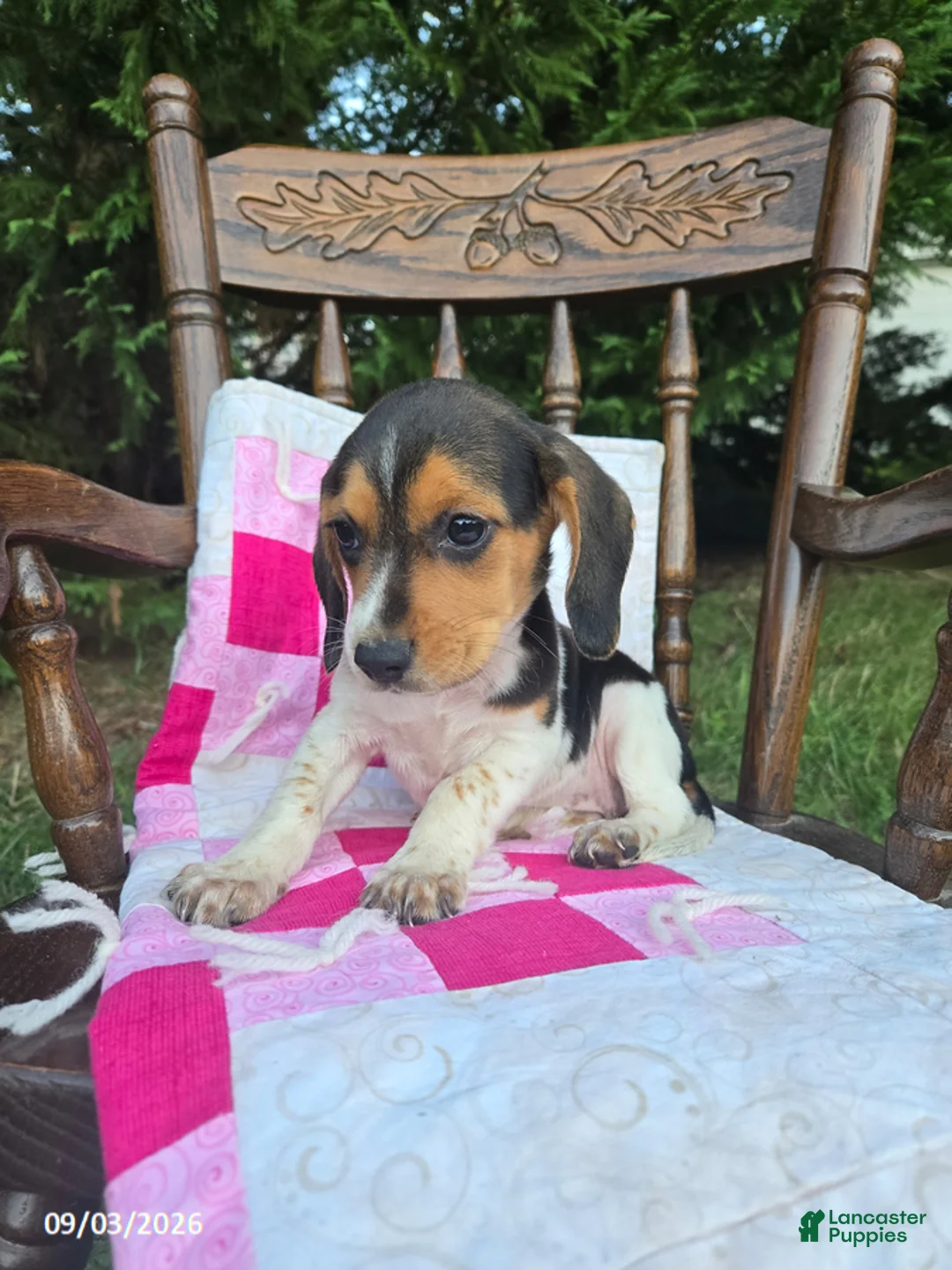 Beagle dogs for sale: Betsy - Ad 2