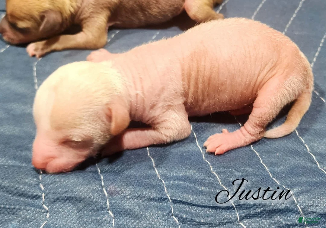 Mixed Breed dogs for sale: Justin - Ad 2