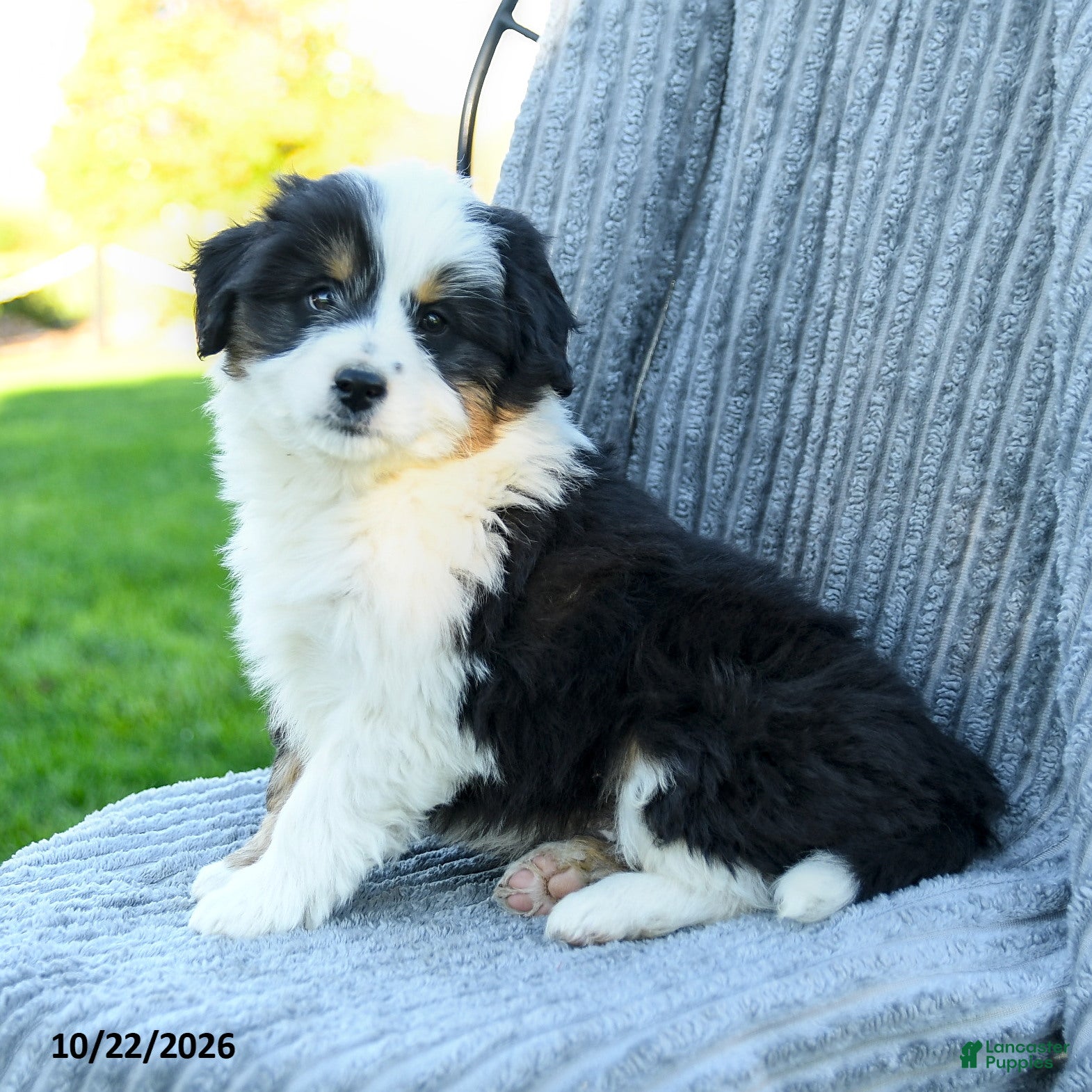 Miniature Australian Shepherd dogs for sale: Milo - Ad 2