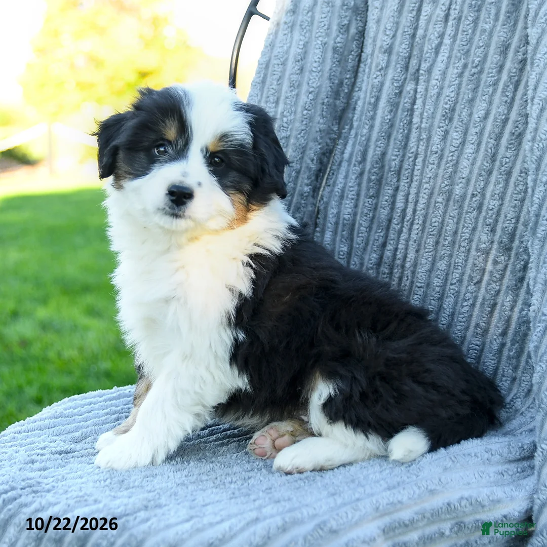 Miniature Australian Shepherd dogs for sale: Milo - Ad 2