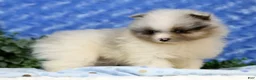 Pomeranian dogs for sale: Charlie - Ad 4