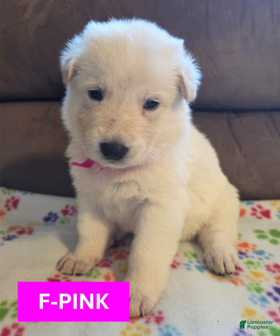 German Shepherd dogs for sale: White German Shepherd Puppy - Pink - Ad 1