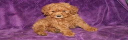 Mini Goldendoodle dogs for sale: Mini Goldendoodle Cody - Ad 13