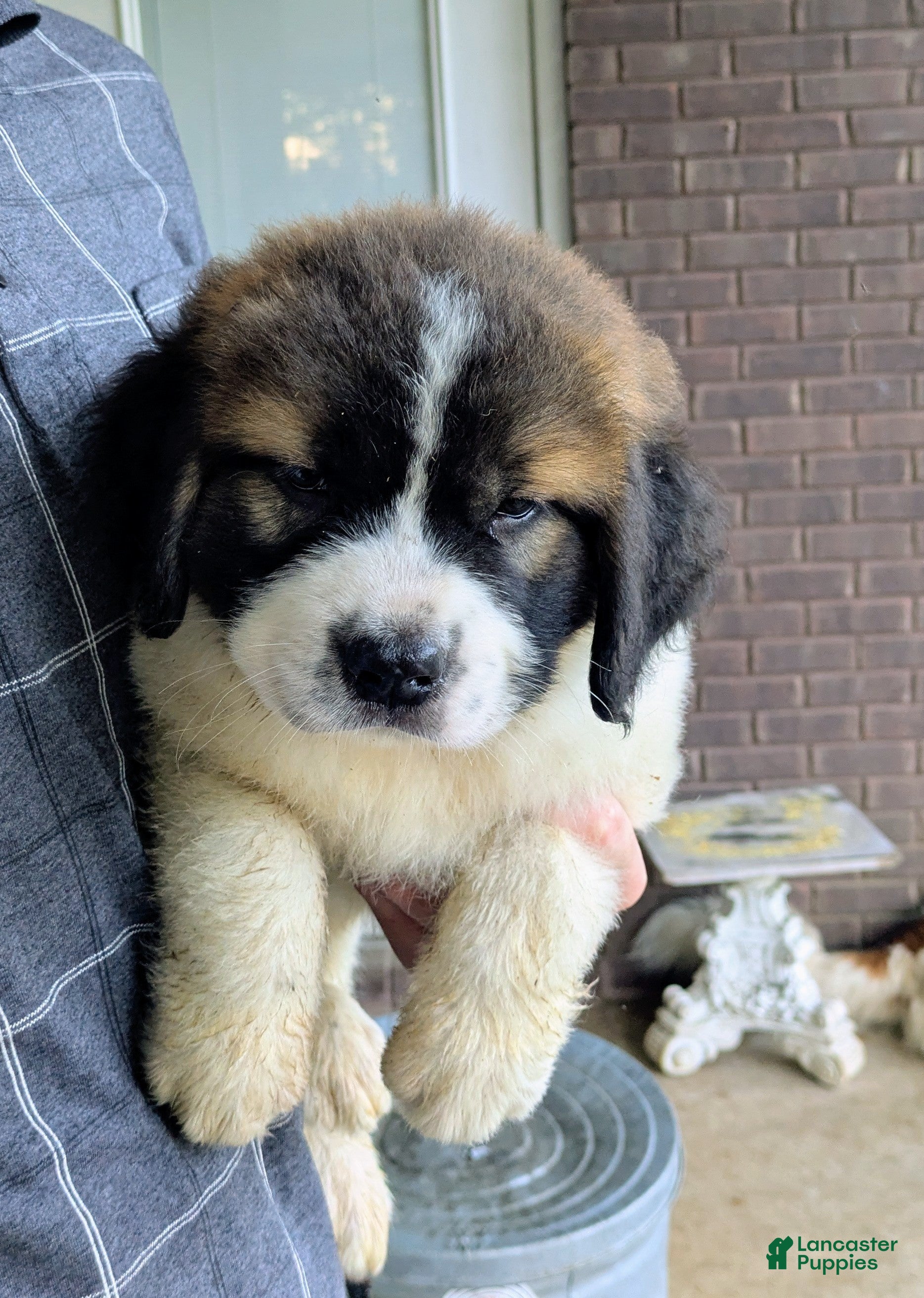 Mixed Breed dogs Saint Bernard Pyrenees mix  Puppy 1 - Ad 34