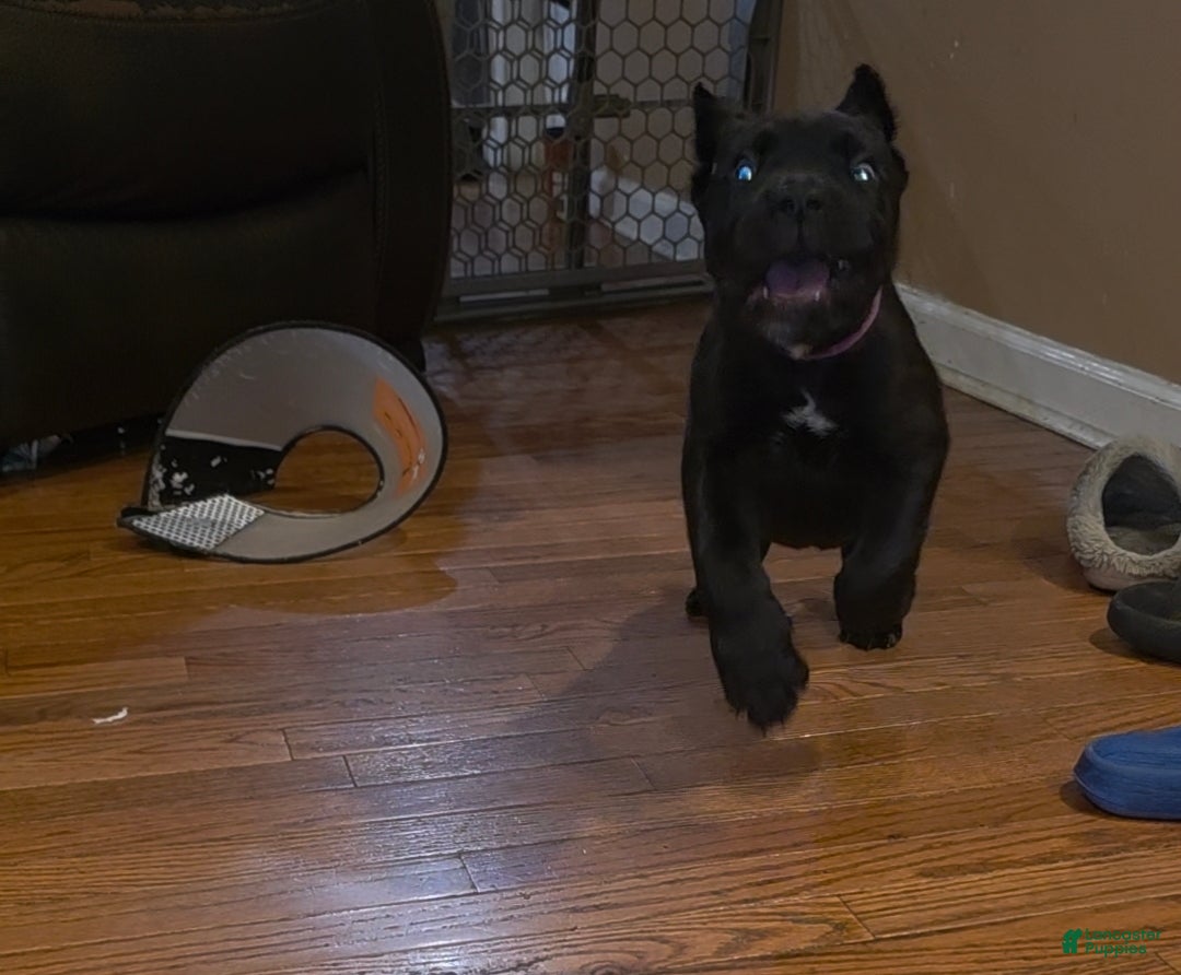 Cane Corso dogs James (purple collar) - Ad 2